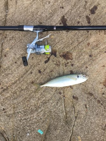 マダイがダメならグレを