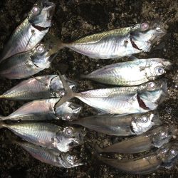 今宵も豆アジング！