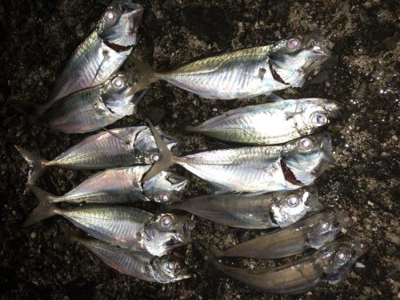 今宵も豆アジング！