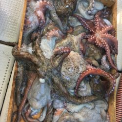 明石 マダコ釣り釣果!