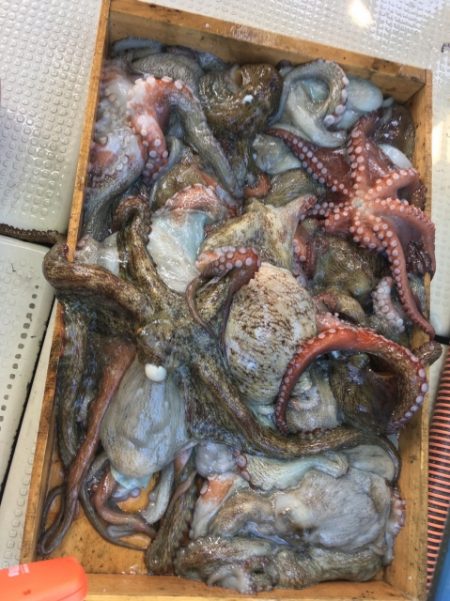 明石 マダコ釣り釣果!