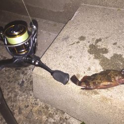 久々のガシラで嬉しかった。