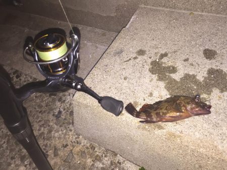 久々のガシラで嬉しかった。