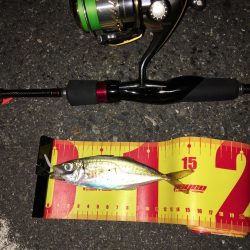 出張先でアジング