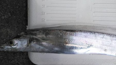 太刀魚ポツポツ釣れてます