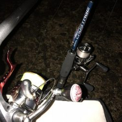 夏の風物詩！ケンサキイカ！！