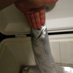 焼津沖　雨の中太刀魚釣行