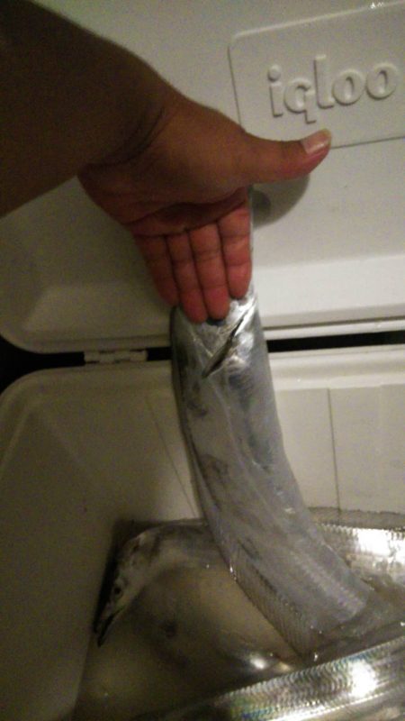 焼津沖　雨の中太刀魚釣行