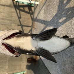 またまた夕マヅメ