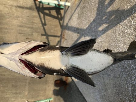 またまた夕マヅメ