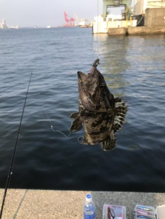 根魚おるよ