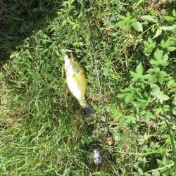 久しぶりのバス釣り