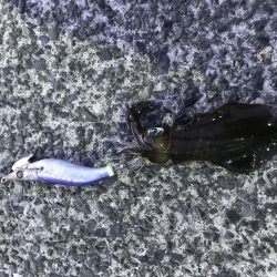 アオリイカ調査