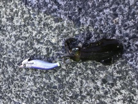 アオリイカ調査