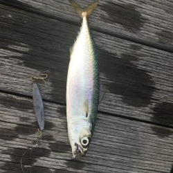 天保山の中央突堤にてライトショアジギング