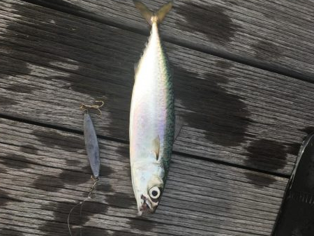 天保山の中央突堤にてライトショアジギング