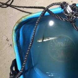 サビキとアジング