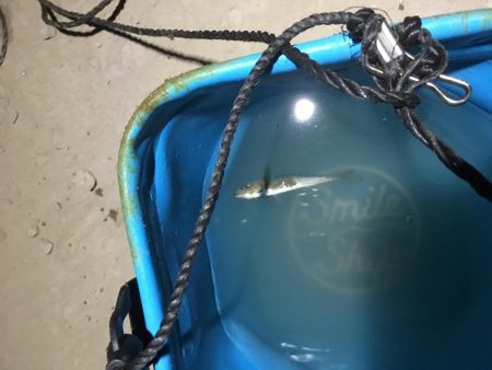 サビキとアジング