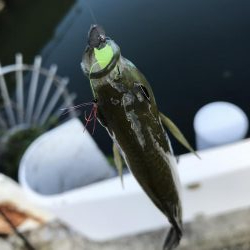 アジングタックルで