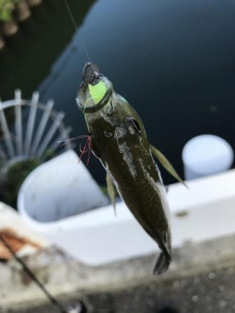 アジングタックルで