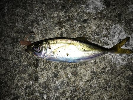 やっと豆アジ釣れた