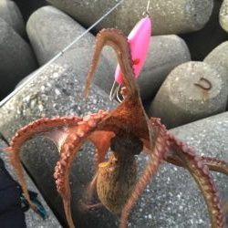 今日も取ったぞー！③