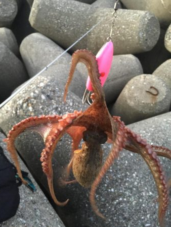 今日も取ったぞー！③