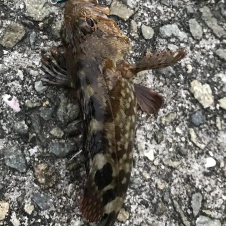 豆アジしかいない