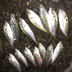 マゴバチで癒しのアジング釣行