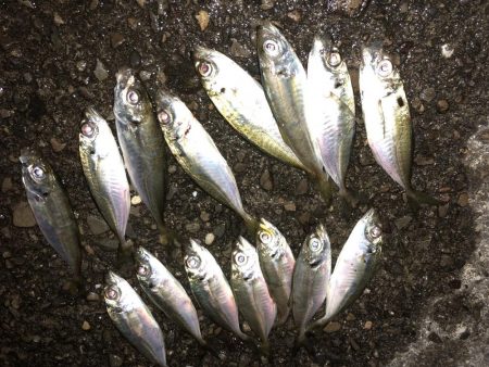 マゴバチで癒しのアジング釣行