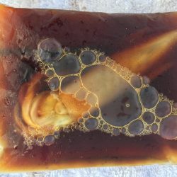 ケンサキちゃんどこに行ったの？