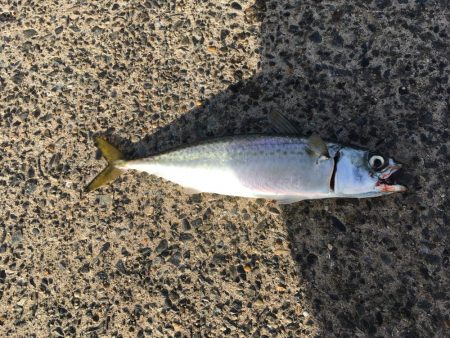 早朝短時間勝負！