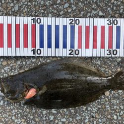 朝マズメ ライトショアジギング