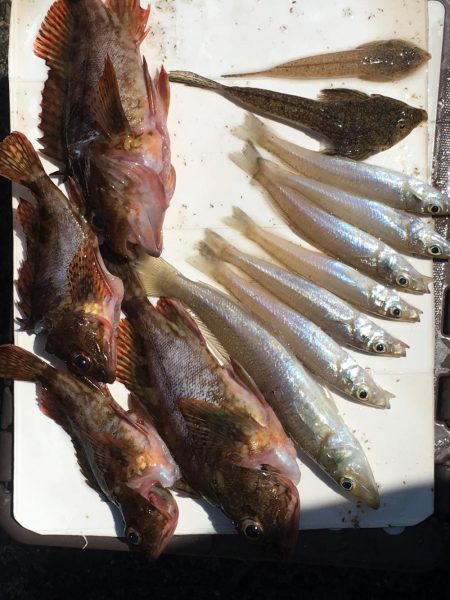 アオイソメでカサゴ&シロギスを