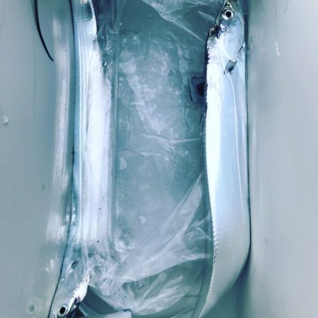 太刀魚タイムはルワー