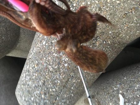 今日も、取ったぞ！②