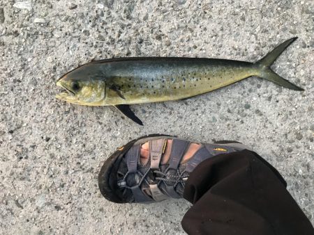 ショアジギング