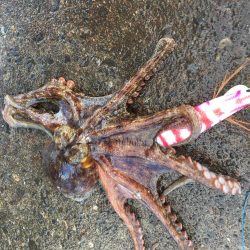 オクトパッシング