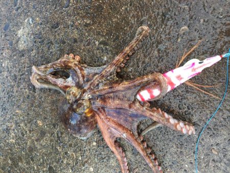 オクトパッシング