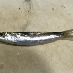 大磯港でサビキング