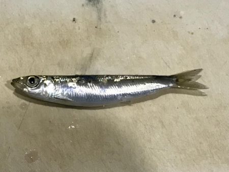 大磯港でサビキング