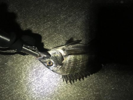 ちびっこホイホイ