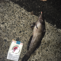 夜釣り一投目でビックリ