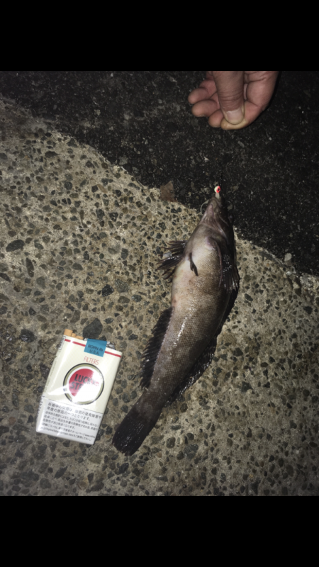 夜釣り一投目でビックリ