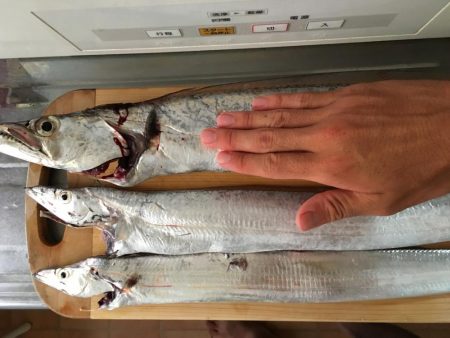 朝まずめワインド