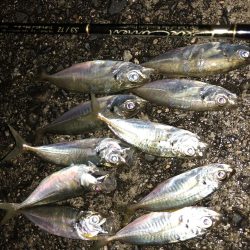 癒しのアジング!