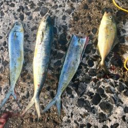 ショアジギング シイラ