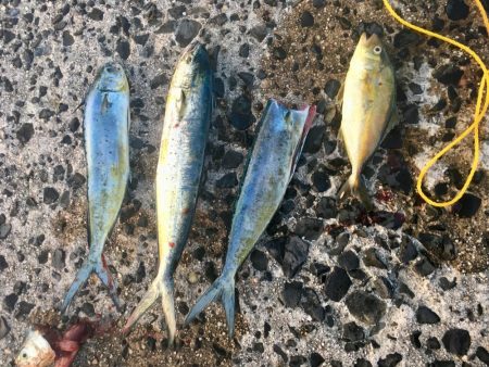 ショアジギング シイラ