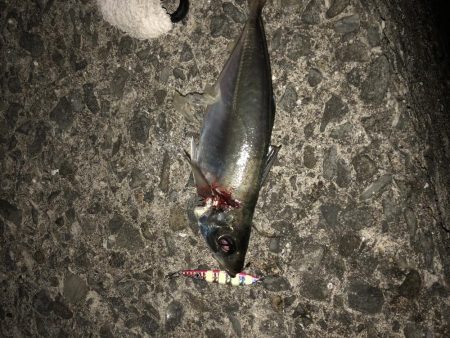 ナイトショアジギ