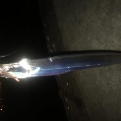 台風後のタチウオ&サゴシ!